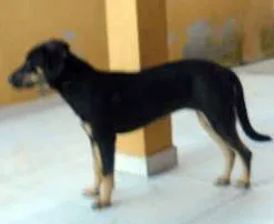 Cachorro raça SRD idade 7 a 11 meses nome Leny Fug
