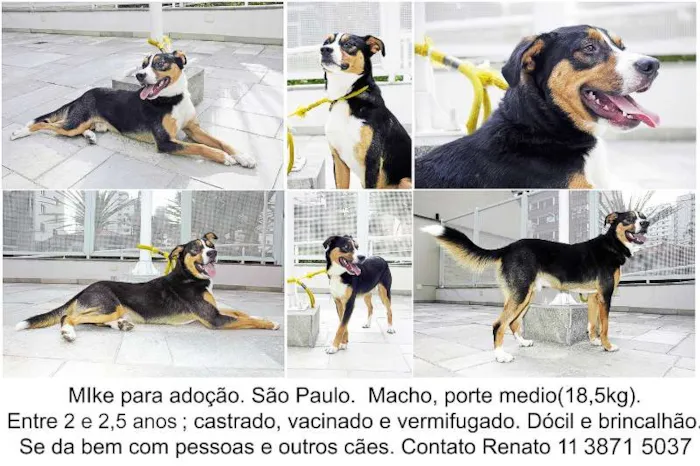 Cachorro ra a SRD idade 2 anos nome Mike
