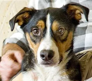 Cachorro raça SRD idade 2 anos nome Mike