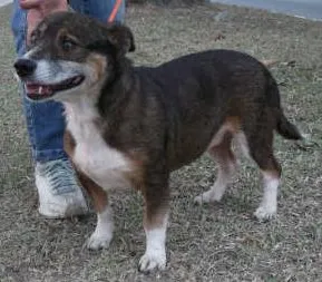 Cachorro raça srd idade 6 ou mais anos nome pitoco