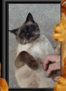 Gato ra a SRD idade 1 ano nome DENGOSO