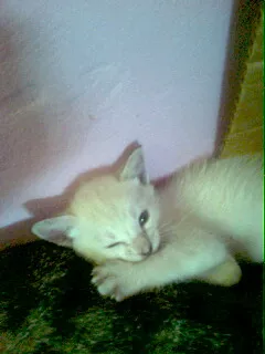 Gato ra a SRD idade 2 a 6 meses nome Lindos filhotes