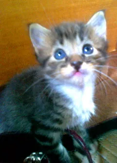 Gato raça SRD idade 2 a 6 meses nome Lindos filhotes