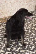 Chiquinha