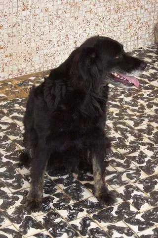 Cachorro ra a SDR idade 6 ou mais anos nome Chiquinha