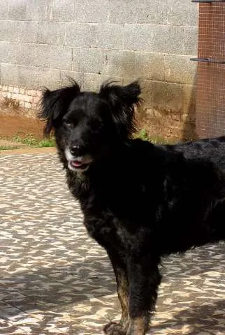 Cachorro ra a SDR idade 6 ou mais anos nome Chiquinha