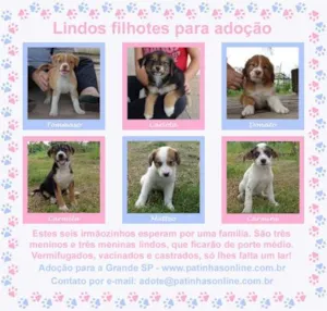 Cachorro raça SRD idade 2 a 6 meses nome Filhotes