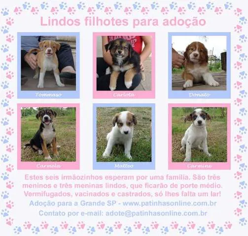 Cachorro ra a SRD idade 2 a 6 meses nome Filhotes