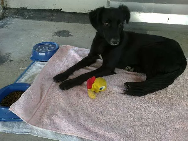 Cachorro ra a SRD idade 1 ano nome Minnie