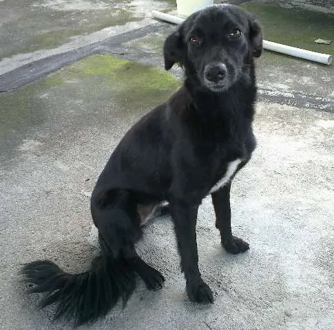 Cachorro ra a SRD idade 1 ano nome Minnie