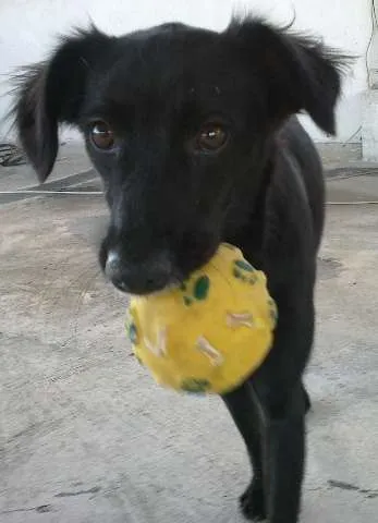 Cachorro ra a SRD idade 1 ano nome Minnie