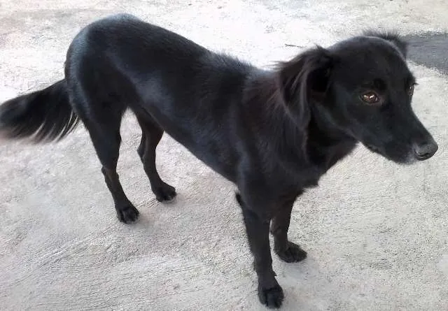 Cachorro ra a SRD idade 1 ano nome Minnie