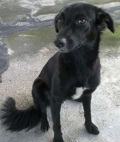 Cachorro ra a SRD idade 1 ano nome Minnie