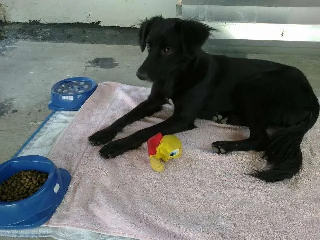 Cachorro ra a SRD idade 1 ano nome Minnie