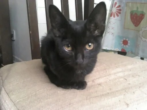 Gato ra a SRD idade Abaixo de 2 meses nome Meg