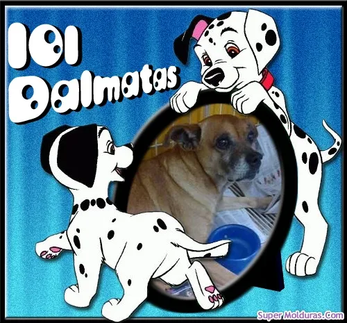 Cachorro ra a Boxer idade 5 anos nome nego