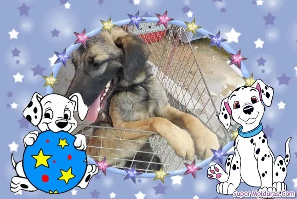 Cachorro ra a SRD idade 7 a 11 meses nome DINO