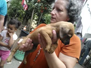 Cachorro raça SRD idade 2 a 6 meses nome LINDO FILHOTE