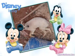 Cachorro raça Poodle idade 1 ano nome BRANQUINHA