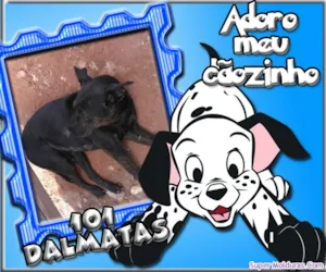Cachorro raça SRD idade 1 ano nome SCOOBY