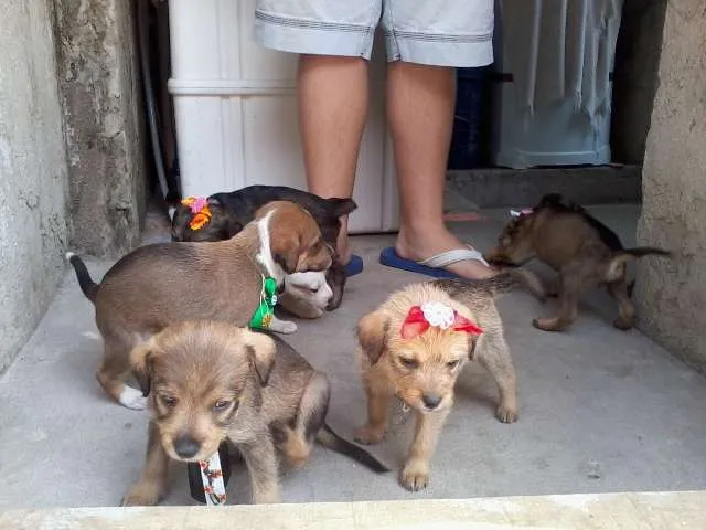 Cachorro ra a SRD idade  nome Lindos Filhotes