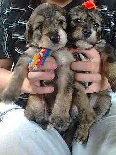 Cachorro ra a SRD idade  nome Lindos Filhotes
