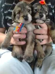 Lindos Filhotes