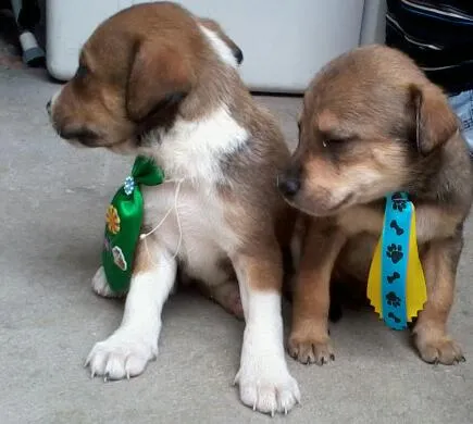 Cachorro ra a SRD idade  nome Lindos Filhotes