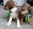 Lindos Filhotes