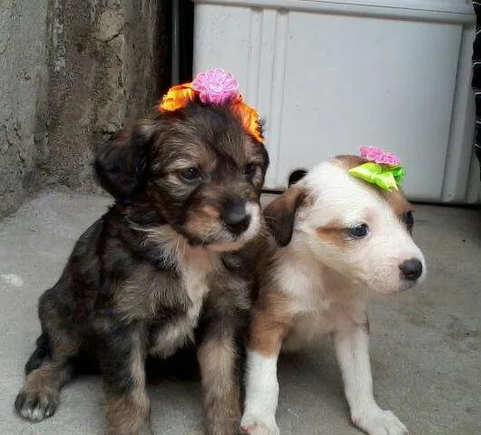 Cachorro ra a SRD idade  nome Lindos Filhotes