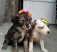 Lindos Filhotes