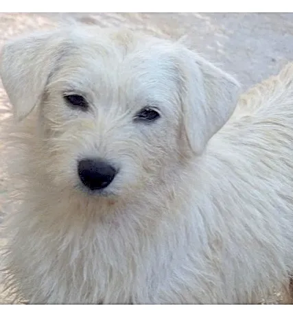 Cachorro ra a SRD idade 3 anos nome TINA