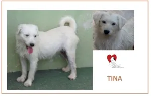 Cachorro raça SRD idade 3 anos nome TINA