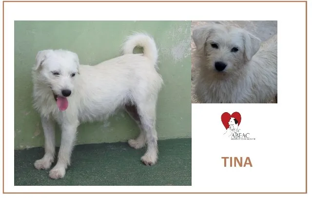 Cachorro ra a SRD idade 3 anos nome TINA
