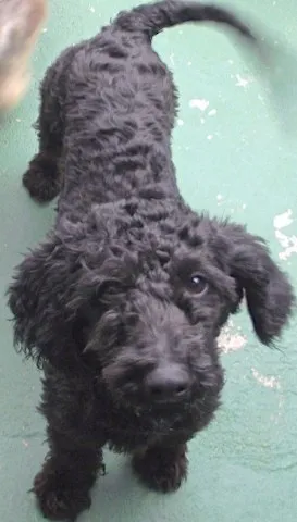 Cachorro ra a Poodle idade 2 anos nome DUDU