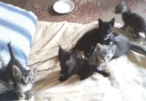 Gato raça SRD idade Abaixo de 2 meses nome Sem nomes