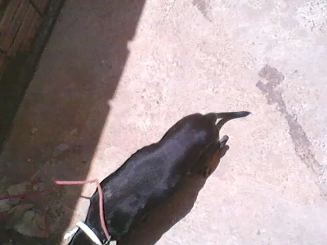 Cachorro ra a SRD idade 2 a 6 meses nome slash