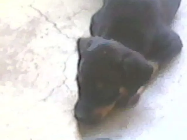 Cachorro ra a SRD idade 2 a 6 meses nome slash