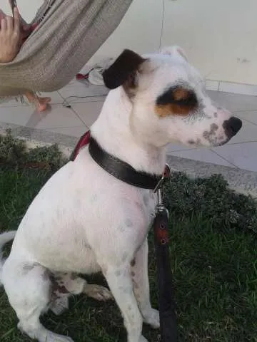 Cachorro raça SRD idade 1 ano nome Fred