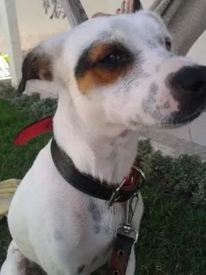 Cachorro raça SRD idade 1 ano nome Fred