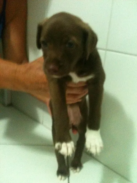 Cachorro ra a Não definida idade Abaixo de 2 meses nome Lelequinha