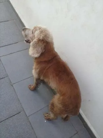 Cachorro ra a Cocker idade 5 anos nome Nina