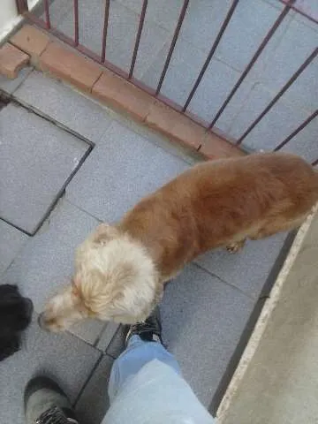 Cachorro ra a Cocker idade 5 anos nome Nina