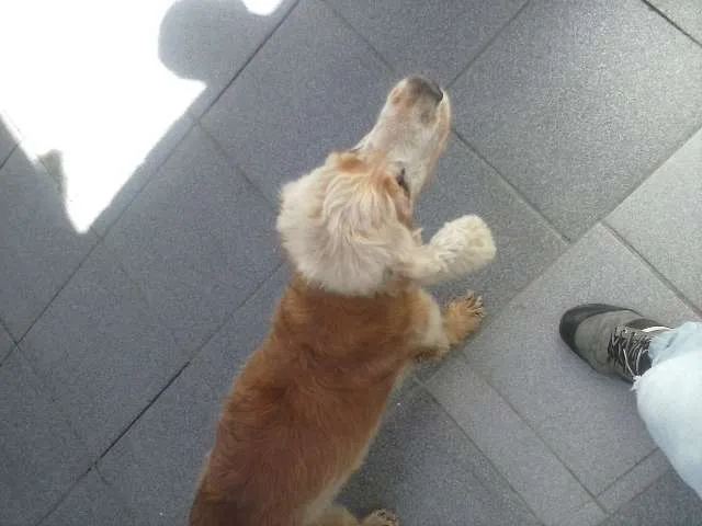 Cachorro ra a Cocker idade 5 anos nome Nina