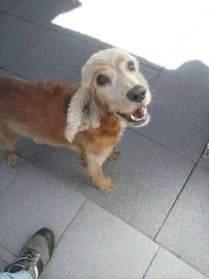 Cachorro raça Cocker idade 5 anos nome Nina