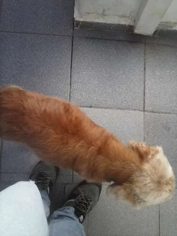 Cachorro ra a Cocker idade 5 anos nome Nina