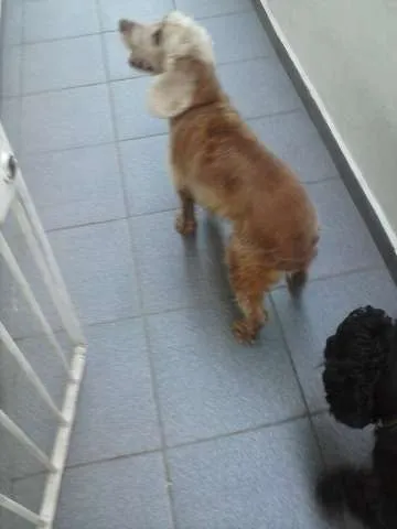 Cachorro ra a Cocker idade 5 anos nome Nina