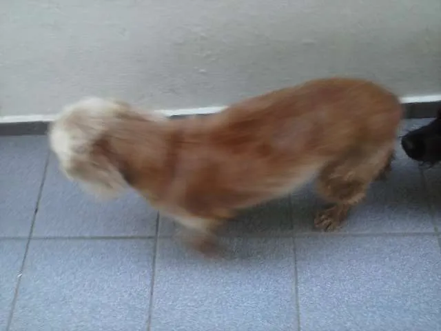 Cachorro ra a Cocker idade 5 anos nome Nina