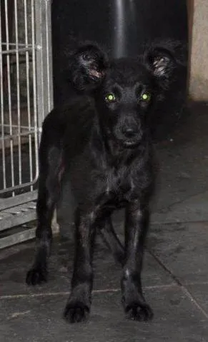Cachorro raça SRD idade 7 a 11 meses nome Speedy