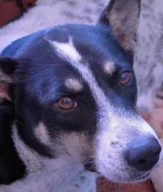 Cachorro raça SRD idade 3 anos nome Caterine